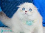 Hammer - Scottish Fold Kitten For Sale - Miami&comma; FL&comma; US