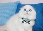 Hanter - Scottish Fold Kitten For Sale - Miami&comma; FL&comma; US