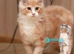 Connor - Maine Coon Kitten For Sale - Miami&comma; FL&comma; US
