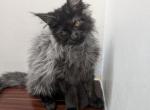 Black Smoke Male Maine Coon - Maine Coon Kitten For Sale - West Lafayette&comma; OH&comma; US