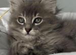 Ace - Siamese Kitten For Sale - Hingham&comma; MA&comma; US