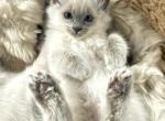 New Year New Beginnings Litter 2 - Balinese Kitten For Sale - Fallston&comma; MD&comma; US