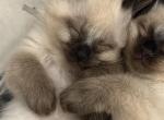 New Year New Beginnings Litter 5 - Balinese Kitten For Sale - Fallston&comma; MD&comma; US