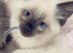 New Year New Beginnings Litter 7 - Balinese Kitten For Sale - Fallston&comma; MD&comma; US