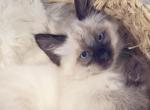 New Year New Beginnings Litter 3 - Balinese Kitten For Sale - Fallston&comma; MD&comma; US