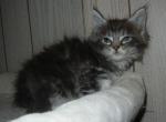 Pixie's Kittens - Maine Coon Kitten For Sale - Souderton&comma; PA&comma; US
