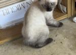 GIRLY SIAMESE MANX - Siamese Kitten For Sale - Bryan&comma; TX&comma; US