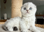 Plush - Scottish Fold Kitten For Sale - Kansas City&comma; MO&comma; US