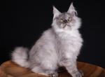 Camilla Maine Coon Black Tortie Female - Maine Coon Kitten For Sale - Wood Dale&comma; IL&comma; US