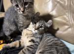 Bengal mix - Bengal Kitten For Sale - 