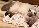 Amira - Himalayan Cat For Sale - Williamsport&comma; OH&comma; US