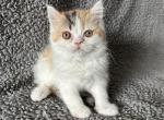 Eve - Exotic Kitten For Sale - Myakka City&comma; FL&comma; US