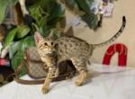 Winnie f5 SBT - Savannah Kitten For Sale - NV&comma; US