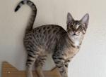 Emily f5 SBT - Savannah Kitten For Sale - NV&comma; US