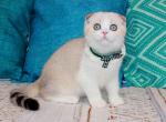 Harley - Scottish Fold Kitten For Sale - Hollywood&comma; FL&comma; US