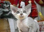 Batman - Devon Rex Kitten For Sale - Brooklyn&comma; NY&comma; US
