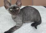 Ash - Devon Rex Kitten For Sale - Brooklyn&comma; NY&comma; US