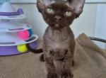 Choco - Devon Rex Kitten For Sale - Brooklyn&comma; NY&comma; US