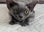 Blue - Devon Rex Kitten For Sale - Brooklyn&comma; NY&comma; US