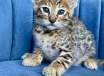 Handsome - Savannah Kitten For Sale - Bradenton&comma; FL&comma; US