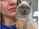 Zara - Scottish Straight Kitten For Sale - Hollywood&comma; FL&comma; US