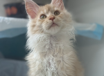 Obilisk - Maine Coon Kitten For Sale - Hollywood&comma; FL&comma; US