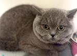 Nolla - British Shorthair Kitten For Sale - Norwalk&comma; CT&comma; US