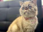 Enigma - Exotic Kitten For Sale - Pembroke Pines&comma; FL&comma; US