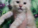 Lion The Wicked Litter - Maine Coon Kitten For Sale - Kingman&comma; AZ&comma; US