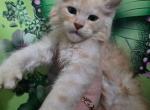 Finnick Zootopia Litter - Maine Coon Kitten For Sale - Kingman&comma; AZ&comma; US