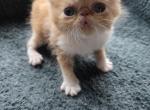 Exotic Red White Female Kitten - Exotic Kitten For Sale - Brooklyn&comma; NY&comma; US
