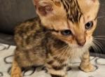 BENGAL KITTENS - Bengal Cat For Sale - Enola&comma; PA&comma; US
