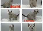 SUSHI - Bengal Kitten For Sale - ME&comma; US