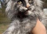 Vixen - Maine Coon Kitten For Sale - Jackson&comma; TN&comma; US