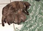 Roxy and Johnny litter - Bengal Kitten For Sale - Tallahassee&comma; FL&comma; US