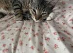 Mac - Domestic Cat For Adoption - Saint Petersburg&comma; FL&comma; US