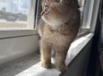 Adorable Scottish Straight and Fold Kittens - Scottish Straight Kitten For Sale - FL&comma; US