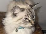 Luna - Siberian Cat For Sale - NY&comma; US