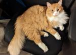 Canelo - Domestic Cat For Adoption - Houston&comma; TX&comma; US