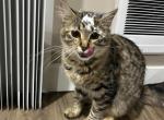 kitty - Maine Coon Cat For Sale - Auburn&comma; WA&comma; US