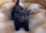 Most beautiful litter - Russian Blue Kitten For Sale - Vancouver&comma; WA&comma; US