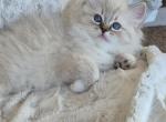 Snowflake - Ragdoll Kitten For Sale - 