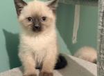 Marshmallow - Siamese Kitten For Sale - Morristown&comma; NJ&comma; US