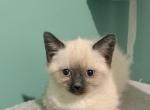 Marshmallow - Siamese Kitten For Sale - Philadelphia&comma; PA&comma; US