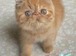 Rijik - Exotic Kitten For Sale - 