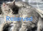 Teddy - Siberian Kitten For Sale - Hingham&comma; MA&comma; US
