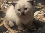 Munchkin Seal Point - Munchkin Kitten For Sale - Watertown&comma; WI&comma; US