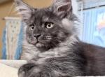 Einar - Maine Coon Kitten For Sale - Glenview&comma; IL&comma; US