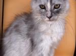 Yoda - Maine Coon Kitten For Sale - GA&comma; US
