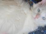 Elsa - Maine Coon Kitten For Sale - 